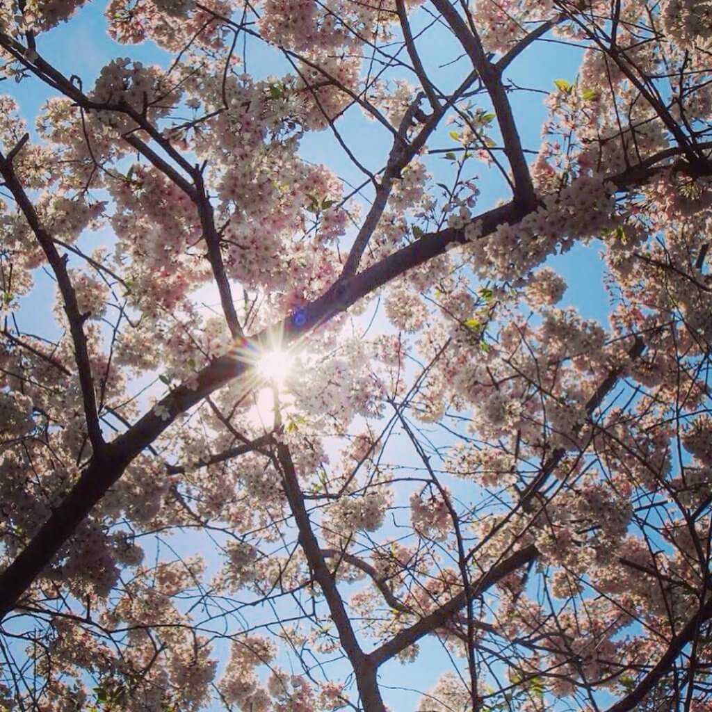 sun shining through cherry blossom tree
