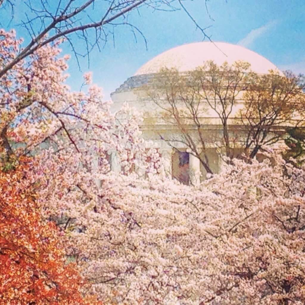 thomas jefferson monument behind cherry blossoms