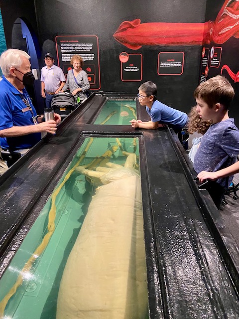 preserved giant squid