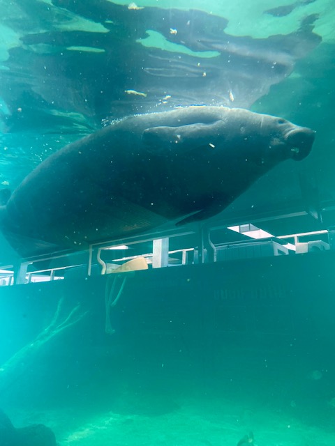 manatee