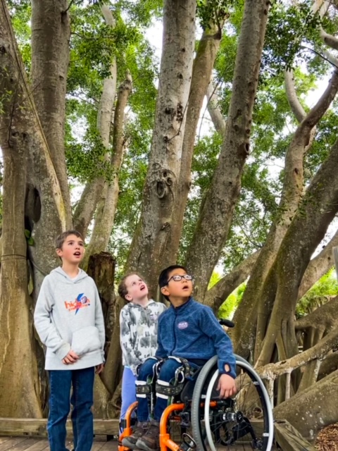 three children staring up in banyan tree