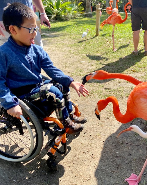 boy in wheelchair feeding flamingo