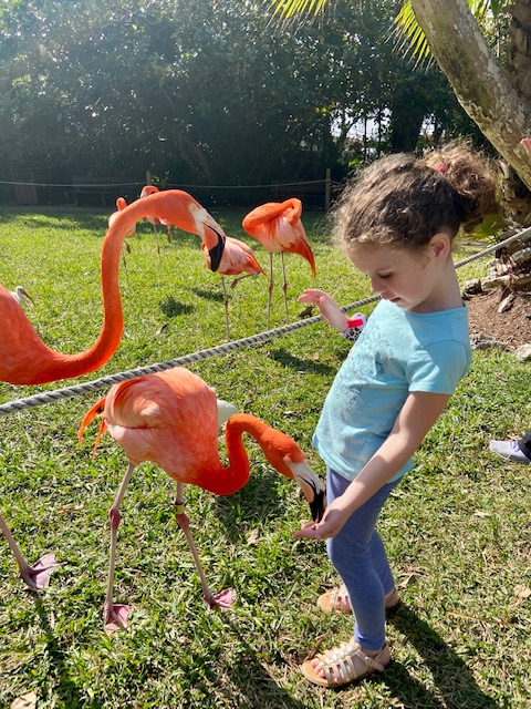 girl feeding flamingo
