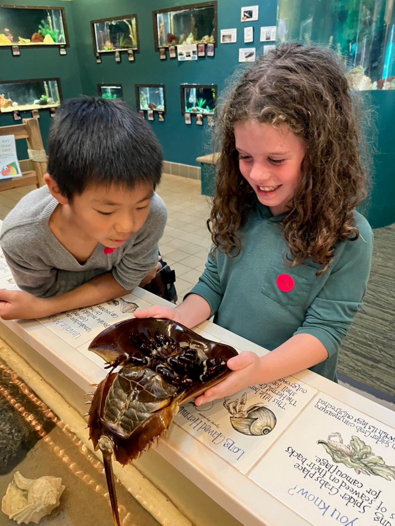 little girl grinning and little boy looking intrigued by the underside of a horseshoe crab