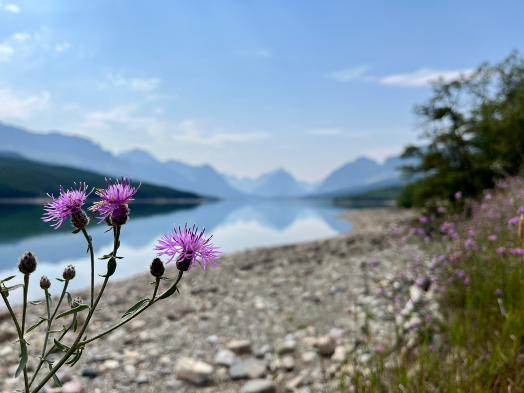 purple thistle in focus with Glacier National Park mountains in the background, reflected in water